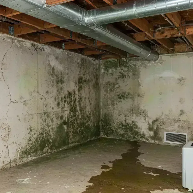 Professional Mold Removal in Crystal River, FL